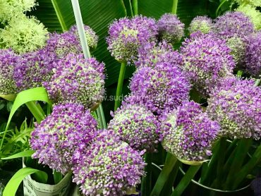 存在感抜群の球状の花、インテリアにもおすすめ