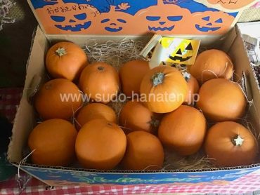 ハロウィン用おもちゃカボチャ
