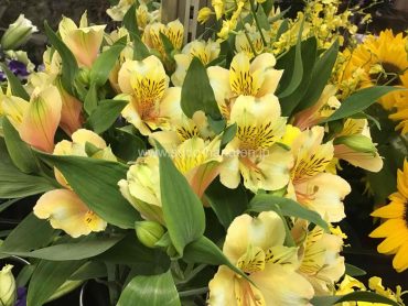 アルストロメリア2