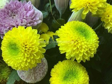 ピンポンマム