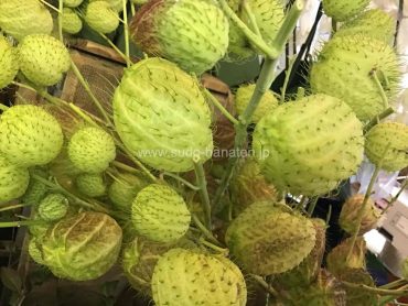 フウセントウワタ