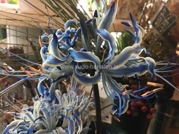 青いリコリス(彼岸花)