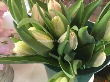 チューリップ