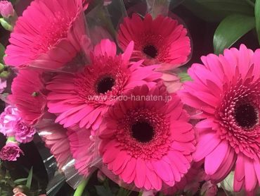 大輪ガーベラ「クレオパトラ」