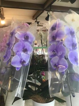 紫の染め胡蝶蘭