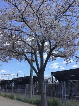 桜と電車のコラ