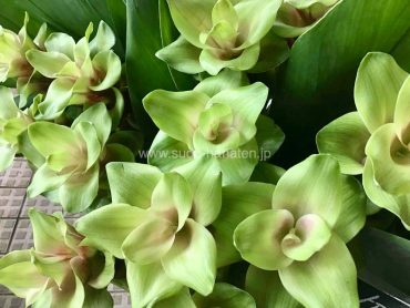 毎年大人気！涼しげな緑のクルクマが入荷しました｜花持ちも抜群です｜「須藤花店」　（東京都葛飾区の花キューピット加盟店 花屋）のブログ