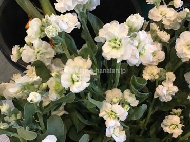 冬の訪れを告げるスプレーストック、早くも入荷しました！｜「須藤花店」　（東京都葛飾区の花キューピット加盟店 花屋）のブログ