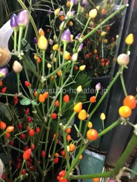 カラフルで可愛い！唐辛子カメレオン入荷しました｜「須藤花店」　（東京都葛飾区の花キューピット加盟店 花屋）のブログ