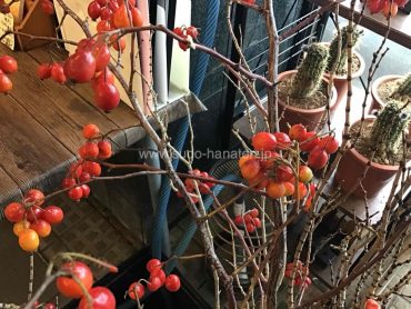 愛らしい実が人気の鈴バラ、今季も残りわずかです｜「須藤花店」　（東京都葛飾区の花キューピット加盟店 花屋）のブログ