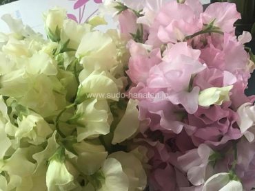 一足早い春の香り。スイトピー入荷しました｜「須藤花店」　（東京都葛飾区の花キューピット加盟店 花屋）のブログ