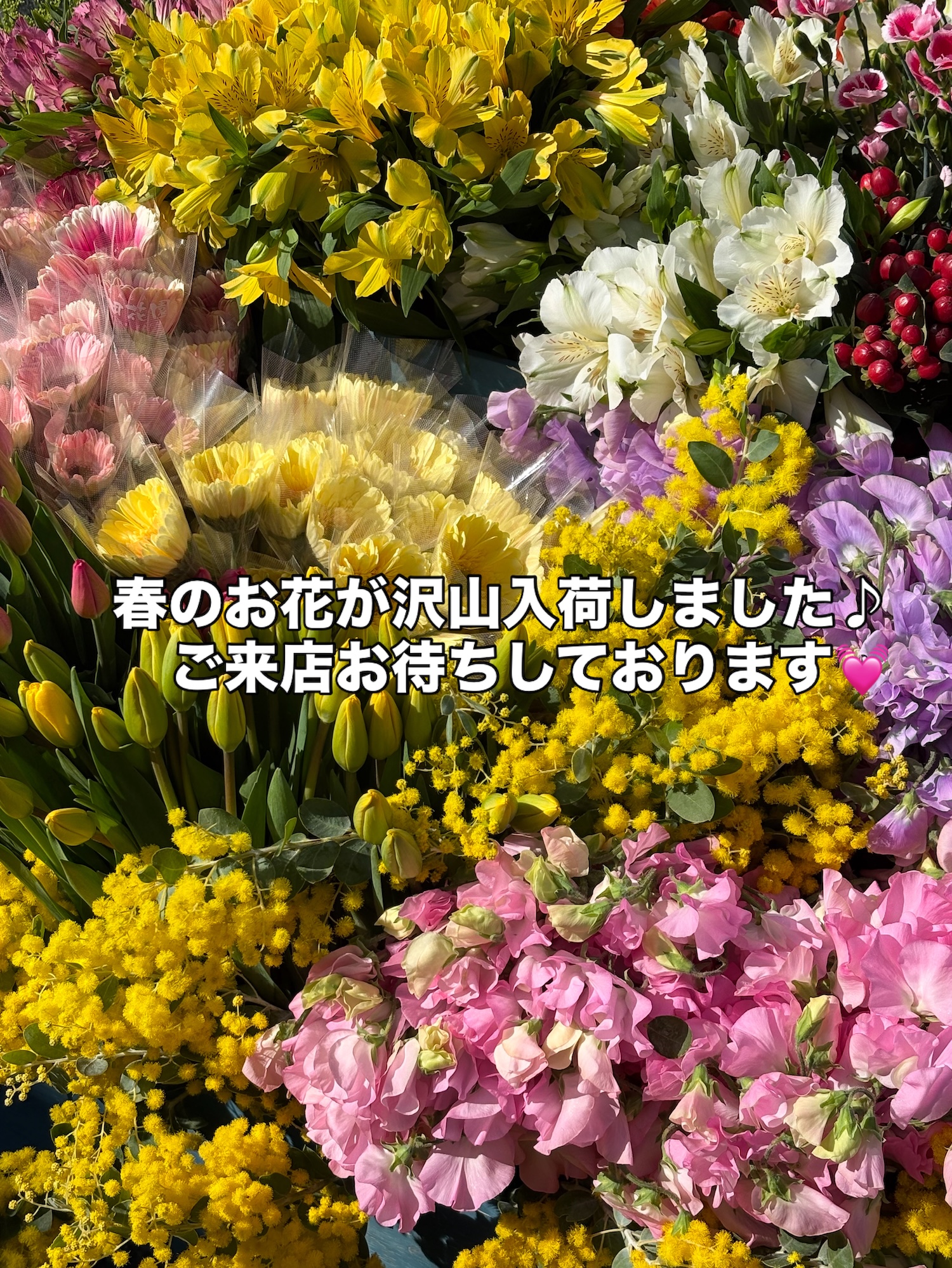寒い季節に春の香りを。今週も春らしいお花が入荷しました｜「須藤花店」　（東京都葛飾区の花キューピット加盟店 花屋）のブログ