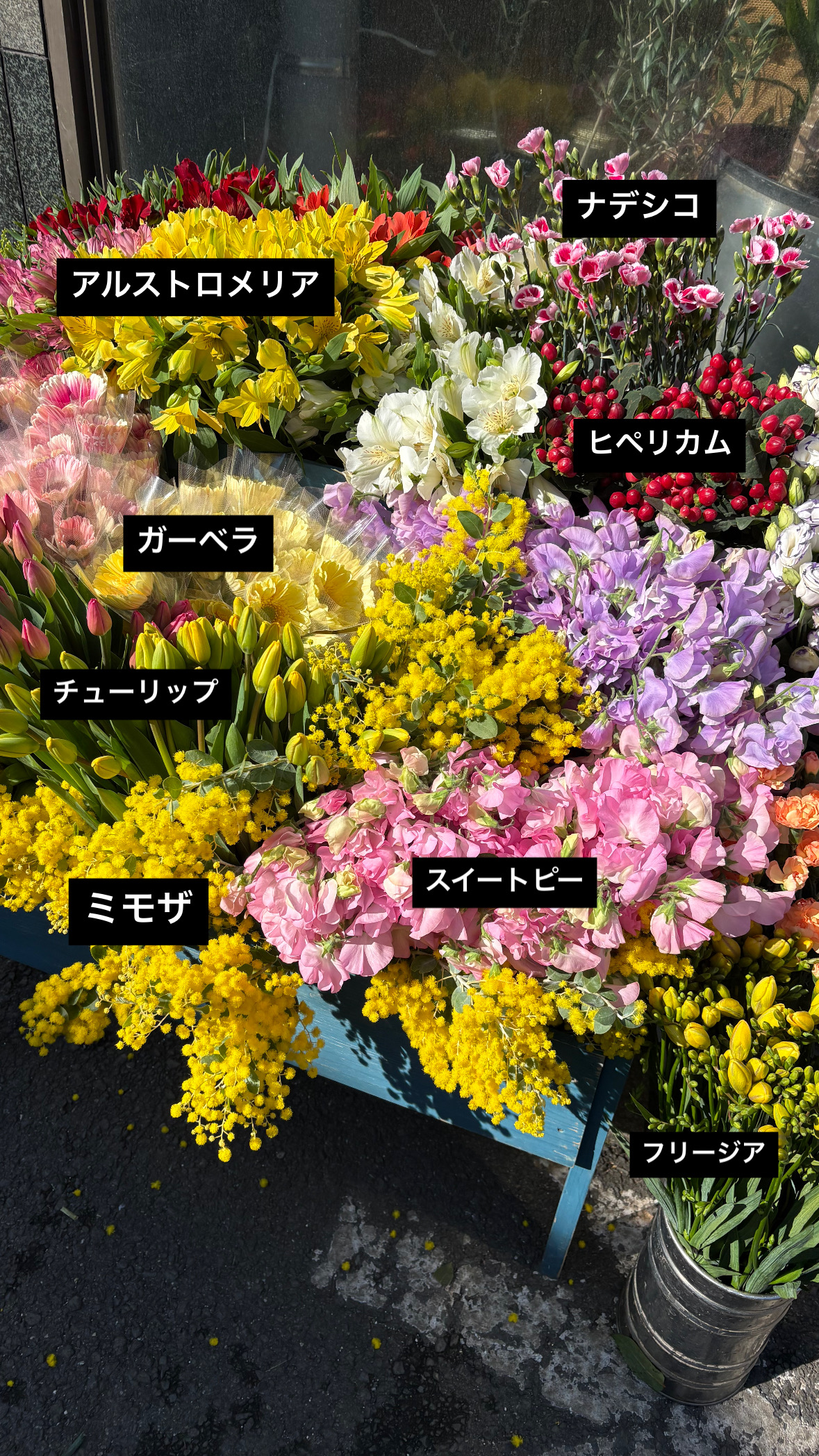 寒い今こそおすすめ。春のお花が意外と長持ちする季節です｜「須藤花店」　（東京都葛飾区の花キューピット加盟店 花屋）のブログ