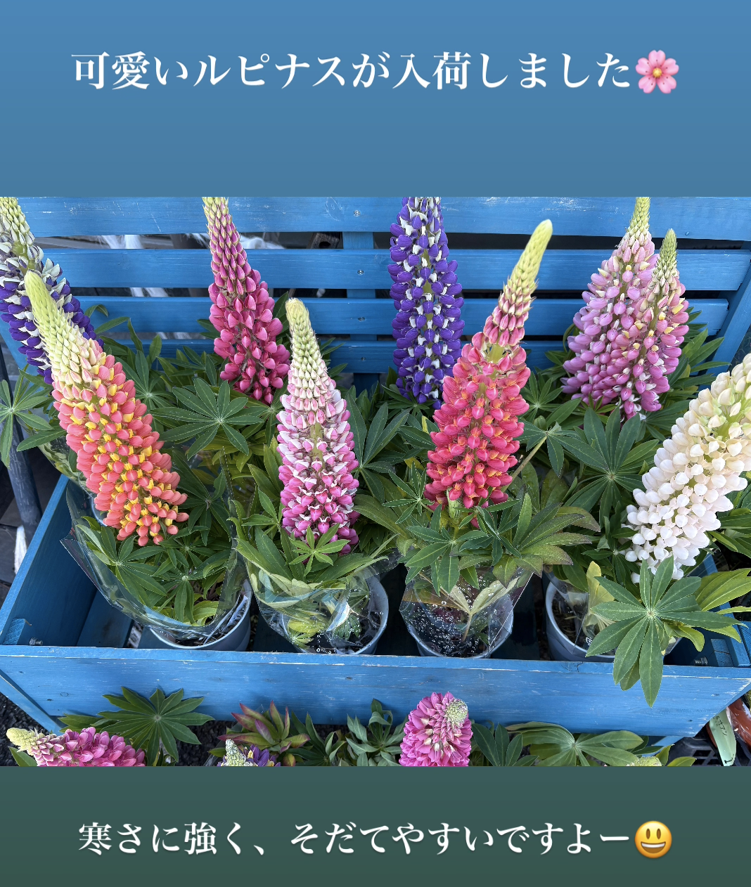 色とりどりのルピナス入荷しました。春を感じる「ノボリフジ」｜「須藤花店」　（東京都葛飾区の花キューピット加盟店 花屋）のブログ