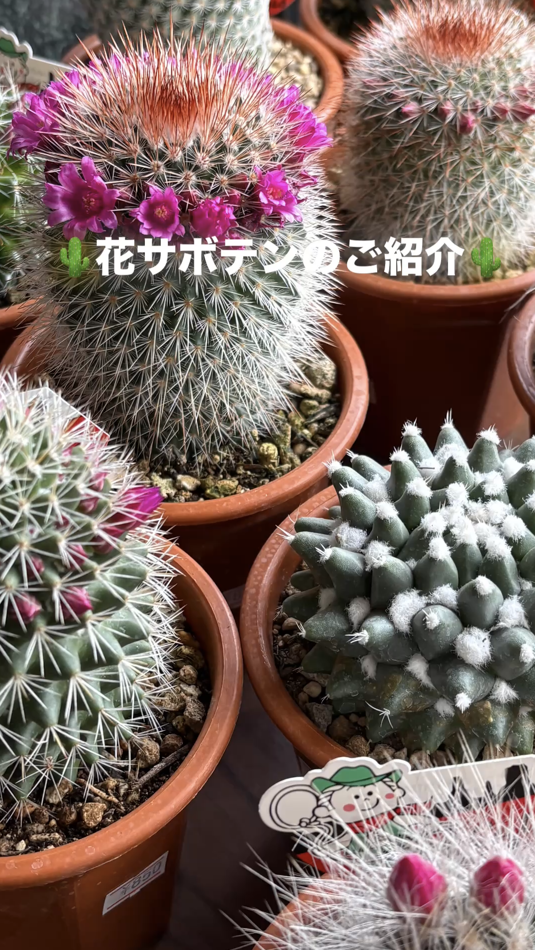 春を告げる小さな彩り ― 花サボテン（マミラリア）入荷しました｜「須藤花店」　（東京都葛飾区の花キューピット加盟店 花屋）のブログ