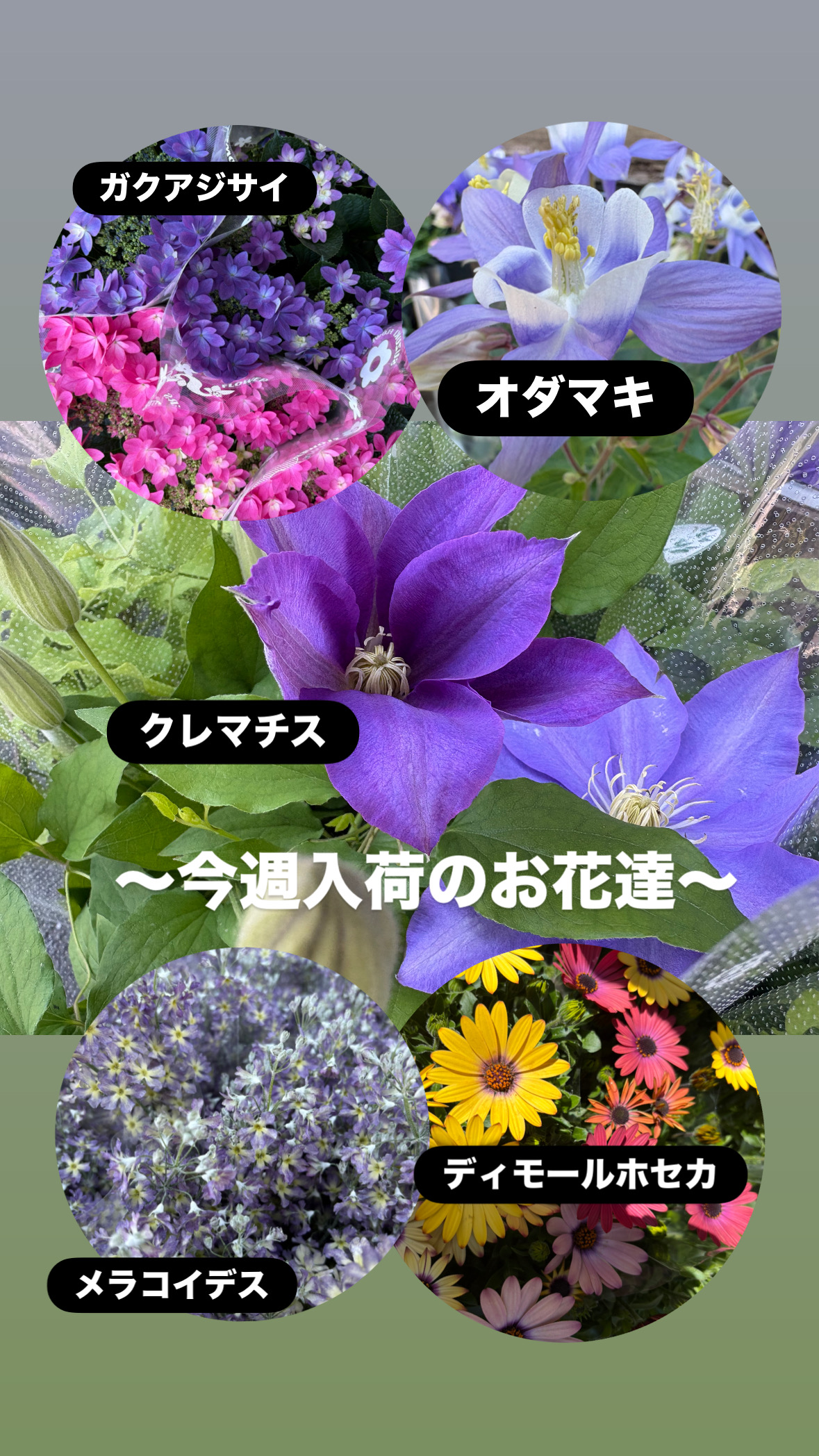 春の鉢花が続々入荷｜苗や寄せ植えで楽しむ春のガーデニング|「須藤花店」　（東京都葛飾区の花屋）のブログ