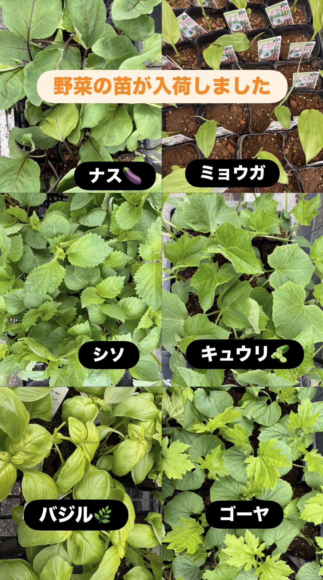 夏野菜の苗が入荷｜ナス・キュウリ・バジルで家庭菜園スタート｜「須藤花店」　（東京都葛飾区の花キューピット加盟店 花屋）のブログ