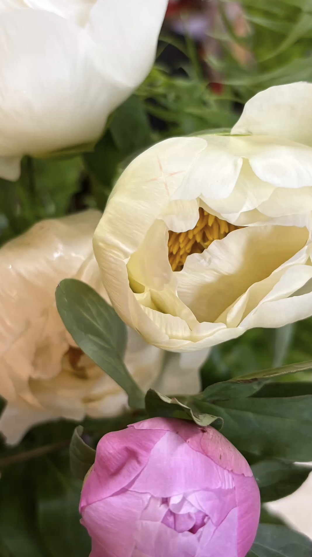 芍薬の季節が到来｜初夏を先取りする優美な花を楽しむ｜「須藤花店」　（東京都葛飾区の花キューピット加盟店 花屋）のブログ