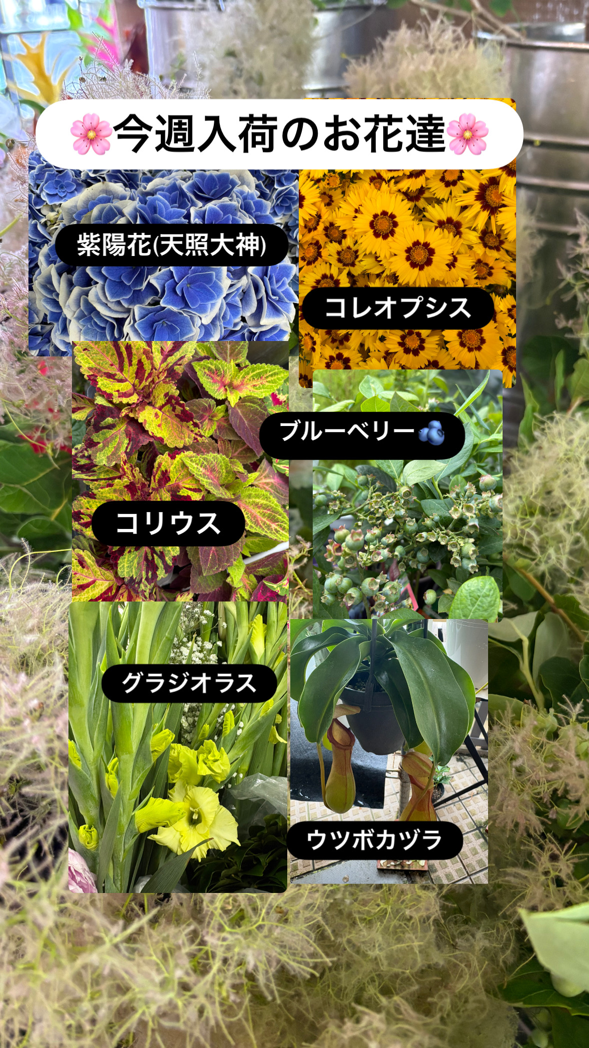 季節のお花が続々入荷｜紫陽花・ハイビスカス・人気の枝物も充実｜「須藤花店」　（東京都葛飾区の花キューピット加盟店 花屋）のブログ