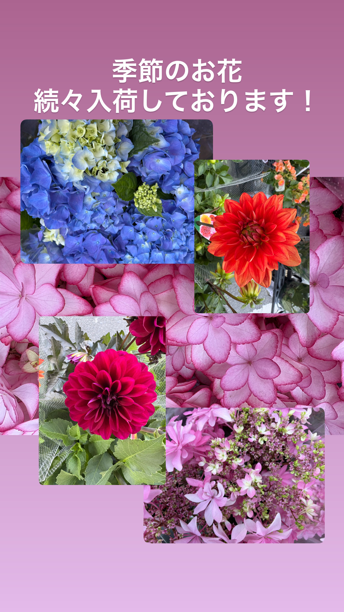 初夏の花が続々入荷｜紫陽花・ダリア・クルクマで季節を楽しむ｜「須藤花店」　（東京都葛飾区の花キューピット加盟店 花屋）のブログ